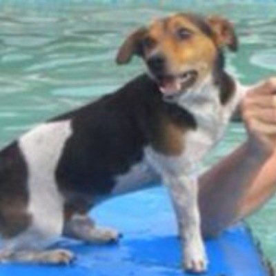 TommytaytoG6's profile picture. Racings All Time Favourite Dog, once owned by Dave 'Gdose' Crosse. Gone but Not Forgotton 🐶 Watching on from the other-side👻👻👻👻👻👻