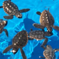 Cathy Dykstra (@waterrockers) 's Twitter Profile