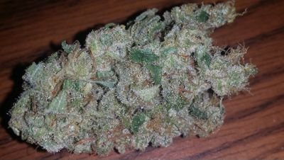 cannabraj420's profile picture. This is my lifestyle. Come see through my eyes. This will document my 2014-2015 year and my journey towards winning a cannabis cup.