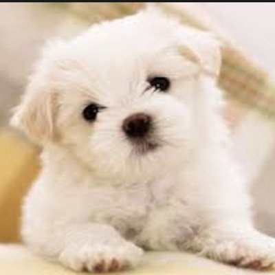 yeashua12's profile picture. 