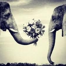 me gustan mucho las flores