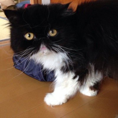 ねこと暮らし始めました