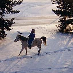 Lori_Conklin's profile picture. Call center and IT project management professional with a telecom side, total foodie, life-long equestrian, animal-lover, outdoorswoman. #LoveLansing!