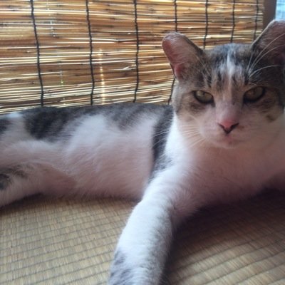 _hiramo's profile picture. 