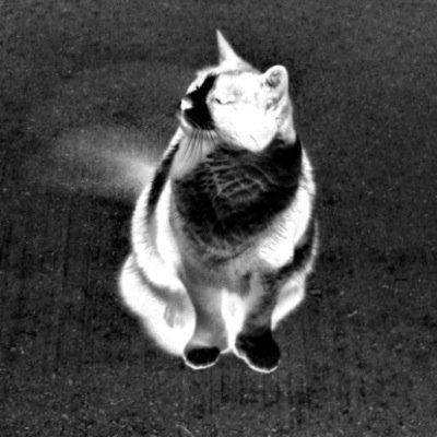 YokaiCat's profile picture. I have nine lives~welcome to one of them