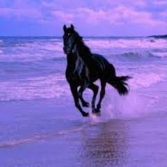 wsultan3333's profile picture. 