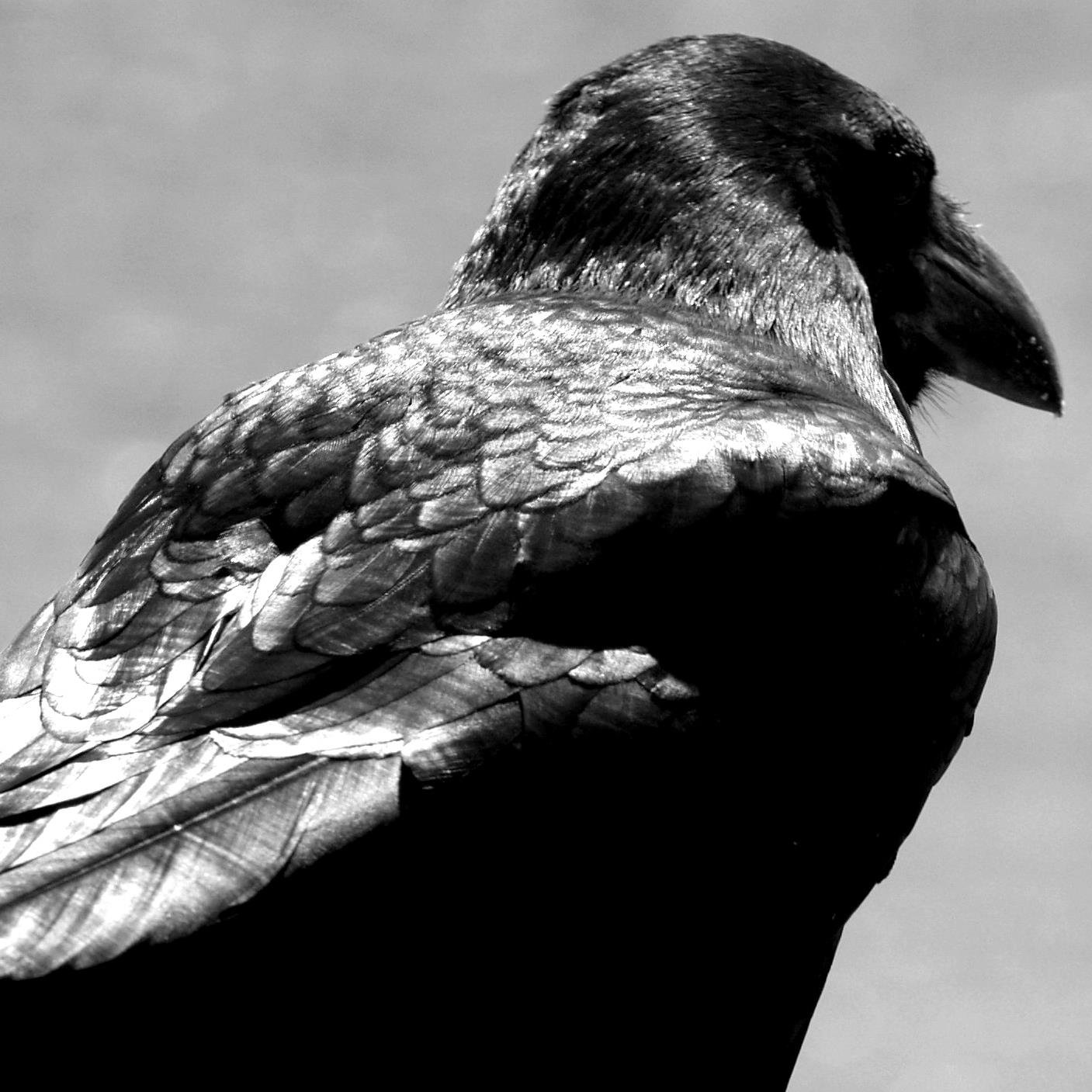 Me convertí en siervo eterno de @MaleficaGreen después de que me salvara de la crueldad de los hombres.  Soy un animal más civilizado que tú. #RP