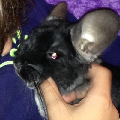 Hi! Im Larissa! The pic for my photo is my pet chinchila,Tuck! I love friends so you can follow me any time!