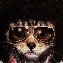 FOLLOW4DISCO's profile picture. Deep Disco Cat!