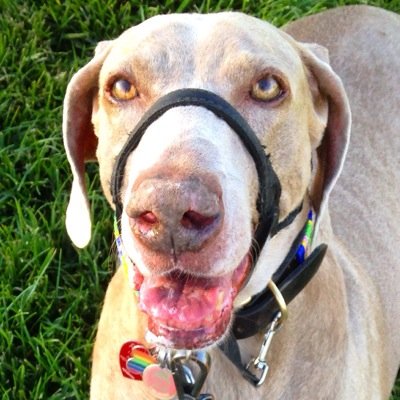 Entertainment Reporter. Hollywood's top dog. Breaking news since 1998. Frmr Variety staff writer.