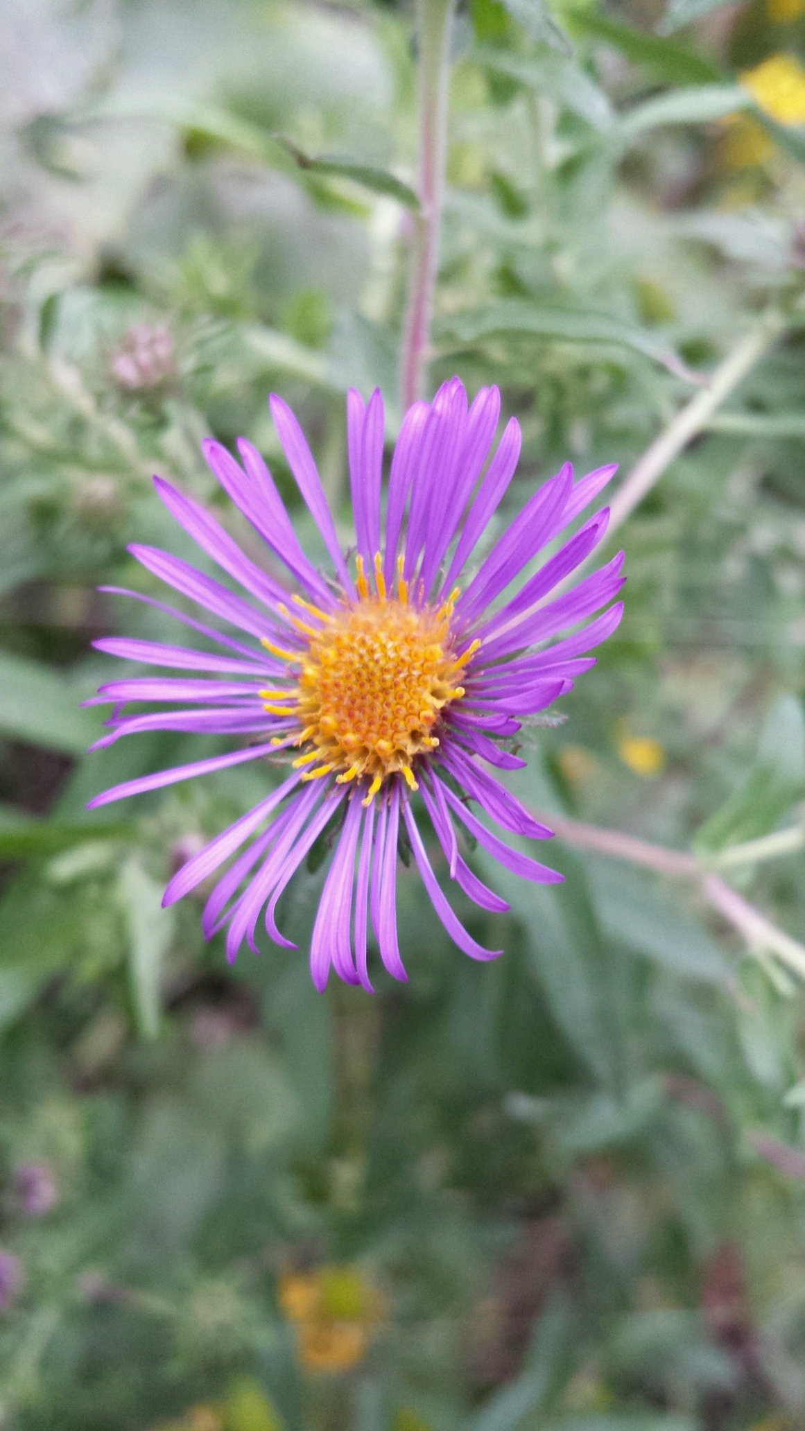 I'm a natural shoreline professional & organic gardener at Wild Ideas Garden Design. I love native plants, rain gardens & all things crafty!