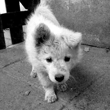 [Male~Wolf/Husky Hybrid~Age: Unknown] [Owners: @CarnivoreBlonde & @SpiritedJoker]