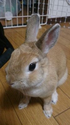 coddled_tamaco's profile picture. 