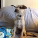 Lauryann Scott-Irish - @lascottirish - Twitter