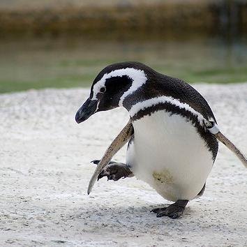 ucchd7's profile picture. フォロー返し100%!!コレいい！と思ったもの中心につぶやいていきます！
海外ドラマ・アニメ・スポーツ・釣り・車・家電・お散歩・ペンギン大好き！
フォローよろしくお願いします！！
ついでに、アメブロもよろしくお願いします!!