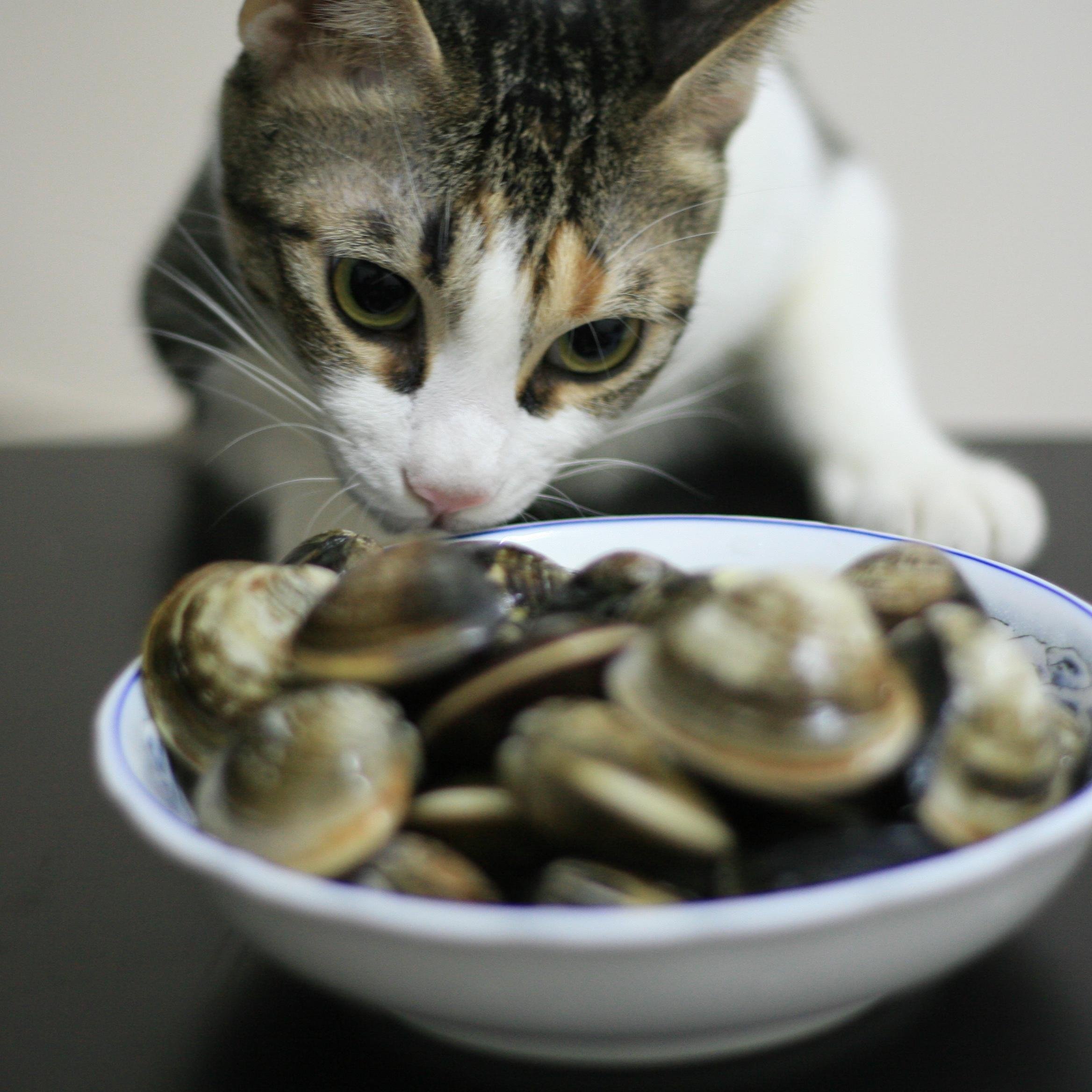 銀座ダイニングバー ひろ Ginza Ito Hiro Twitter