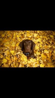 I's Molly Traska. I's Hewe For Haywey and Kat. I like cookies and Bones