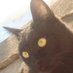 ねこやなぎ/☀🍜🍓🐏 (@marchtempo120) Twitter profile photo