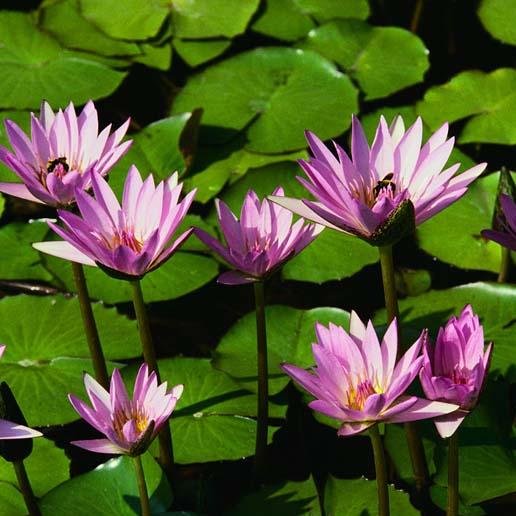 via_aja13's profile picture. elf sejati adalah elf yg selalu membanggakan suju members