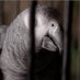 Profile Picture of Tippy The Bird (@TippyTheBirdPLL) on Twitter