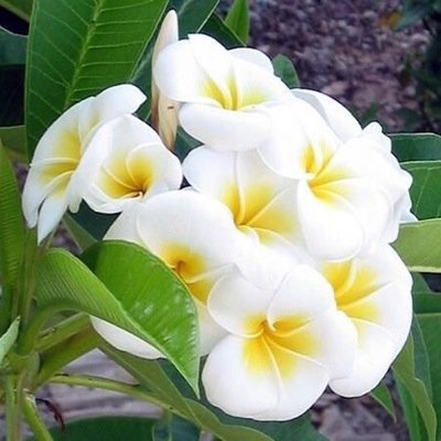 أبحث عن بنت تريحني وريحها