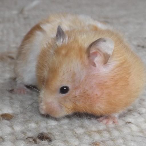 cinnamondream19's profile picture. Hello everyone! I am Nóri! I drive a youtube channel : http://t.co/wwp0x6j4fn
That the small animals is about nurture :)