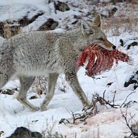 Professional Nuisance Wildlife Trapper