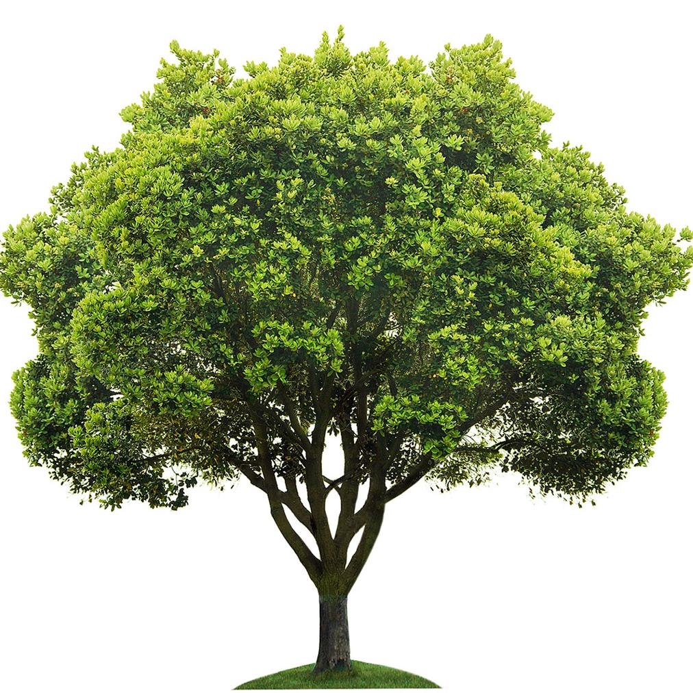 tree lover. happy mother.
