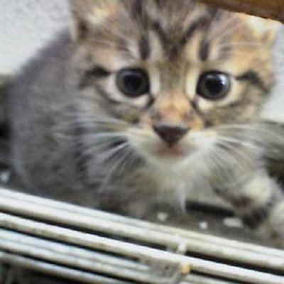 simsim26679589's profile image