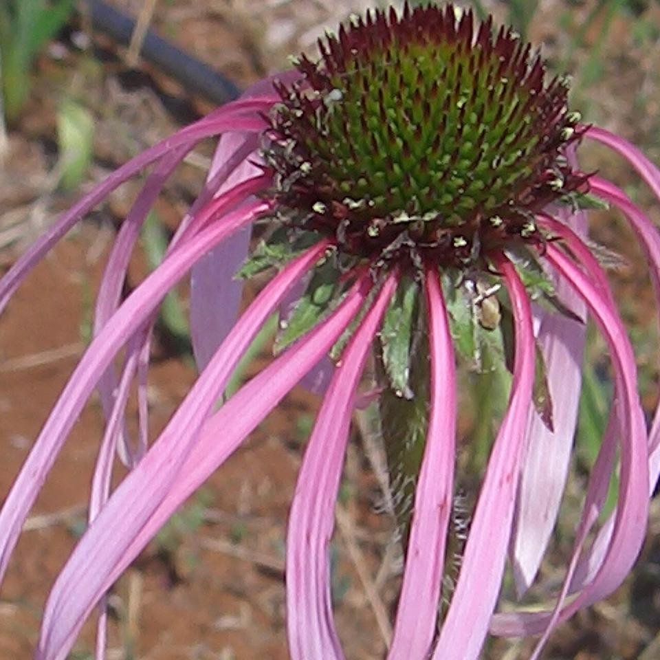 Amanitobraa's profile picture. 