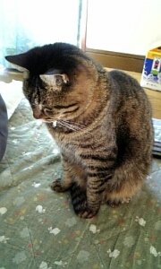 sanzfc_kino's profile picture. 