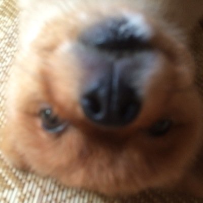 生きる希望を見つけたらいかです。寮生活につき3年間ゲームしません。フレンドはお好きにどうぞ