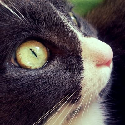 manuela_virdis's profile picture. Photographer - Graphic Designer -  Vegetarian and Love Animals