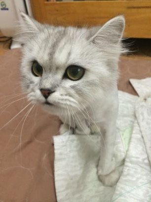 구름이랑 펴엉생