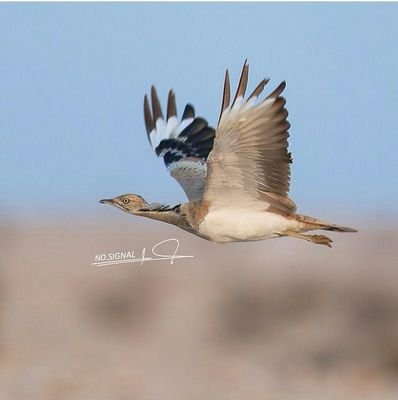 azez814's profile picture. 