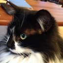 catlady (@230cws) Twitter