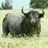 laverdadeltoro's profile image