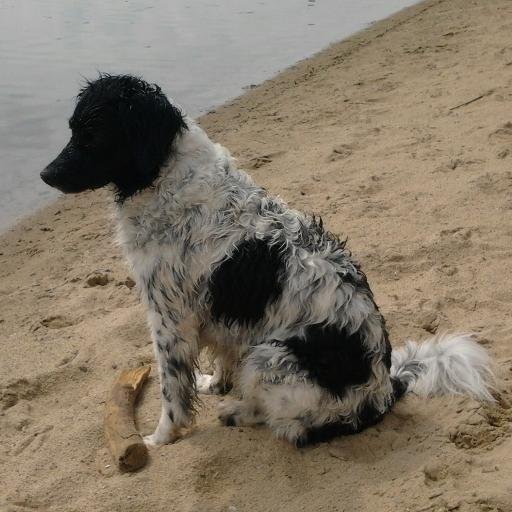 Friese Stabij, energiek, lief en hoog knuffelgehalte, poezen plagen, kranten scheuren, ballen vangen, rennen, pootje baden, spelen, eten, slopen en slapen