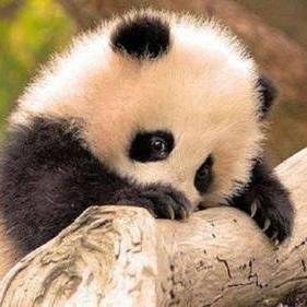 Follow for daily cute animal posts! Enjoy!
