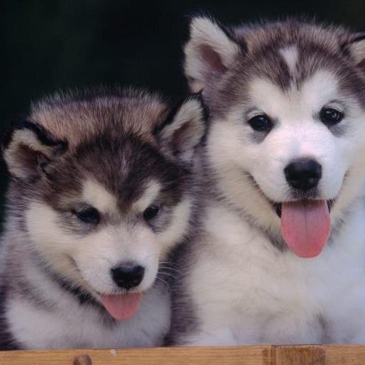The greatness of a nation and its moral progress can be judged by the way its animals are treated. – Mohandas K. Gandhi