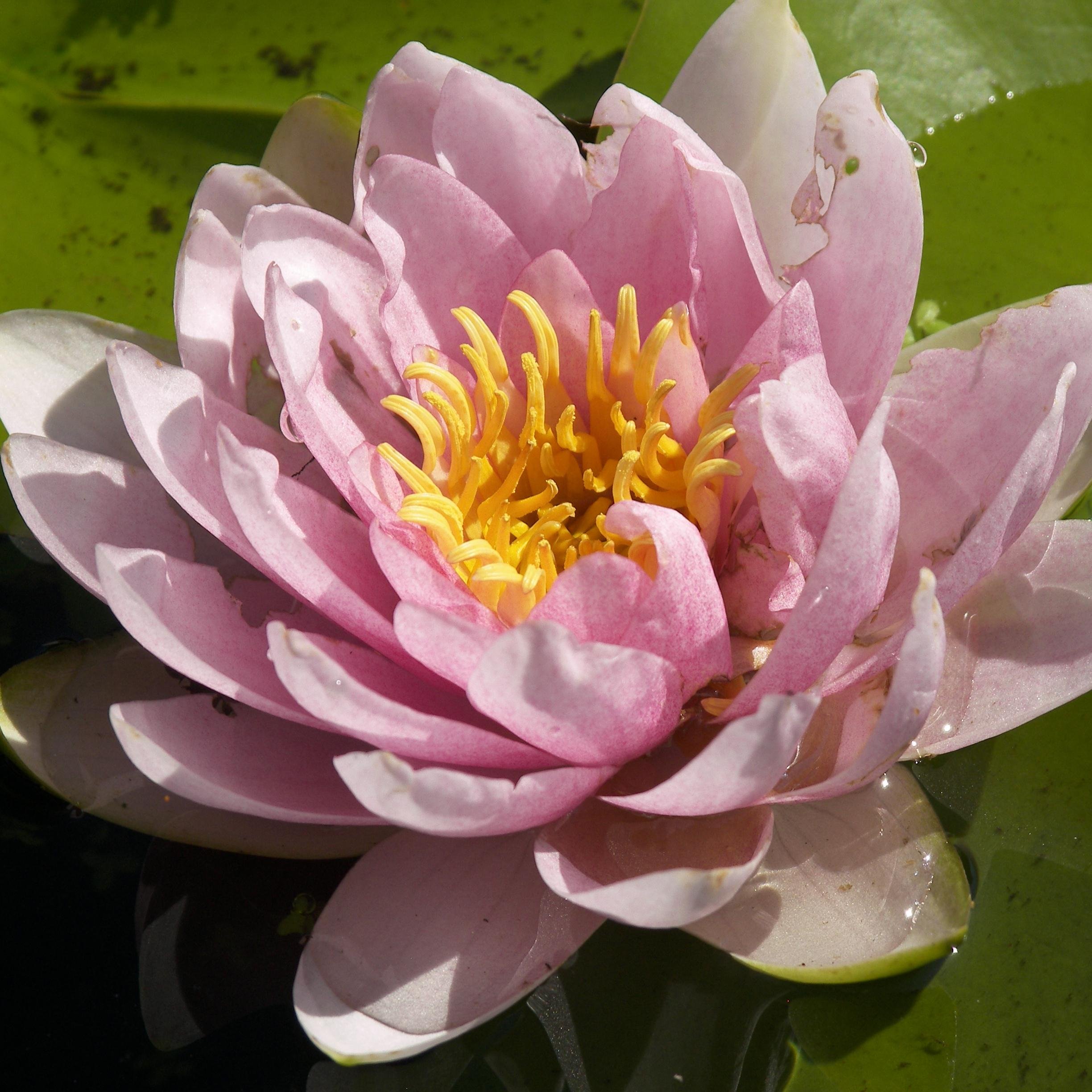 Certified Aquascape Contractor / N IL & S WI.  Designs, installs and maintains custom water features. #PondStar approved!