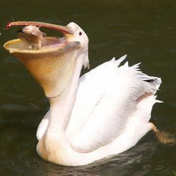 PelicanJohnson's profile picture. Pyah