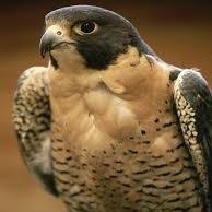 dnahcarp's profile picture. improve.