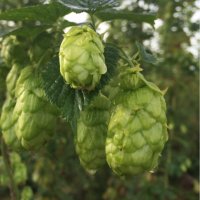 Stocks Farm (@homebrewhops) Twitter profile photo