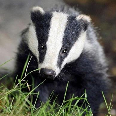 Badger photos from around the UK. Add @badgers_uk  to tweets for us to share! Run by @wildlife_uk