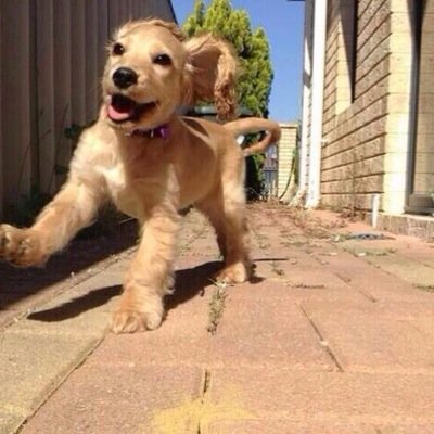 doglovers382's profile picture. 