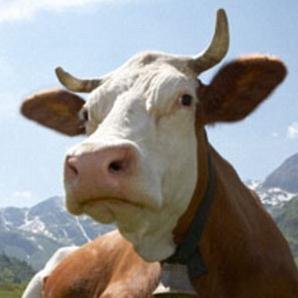 Beef capital of the world.