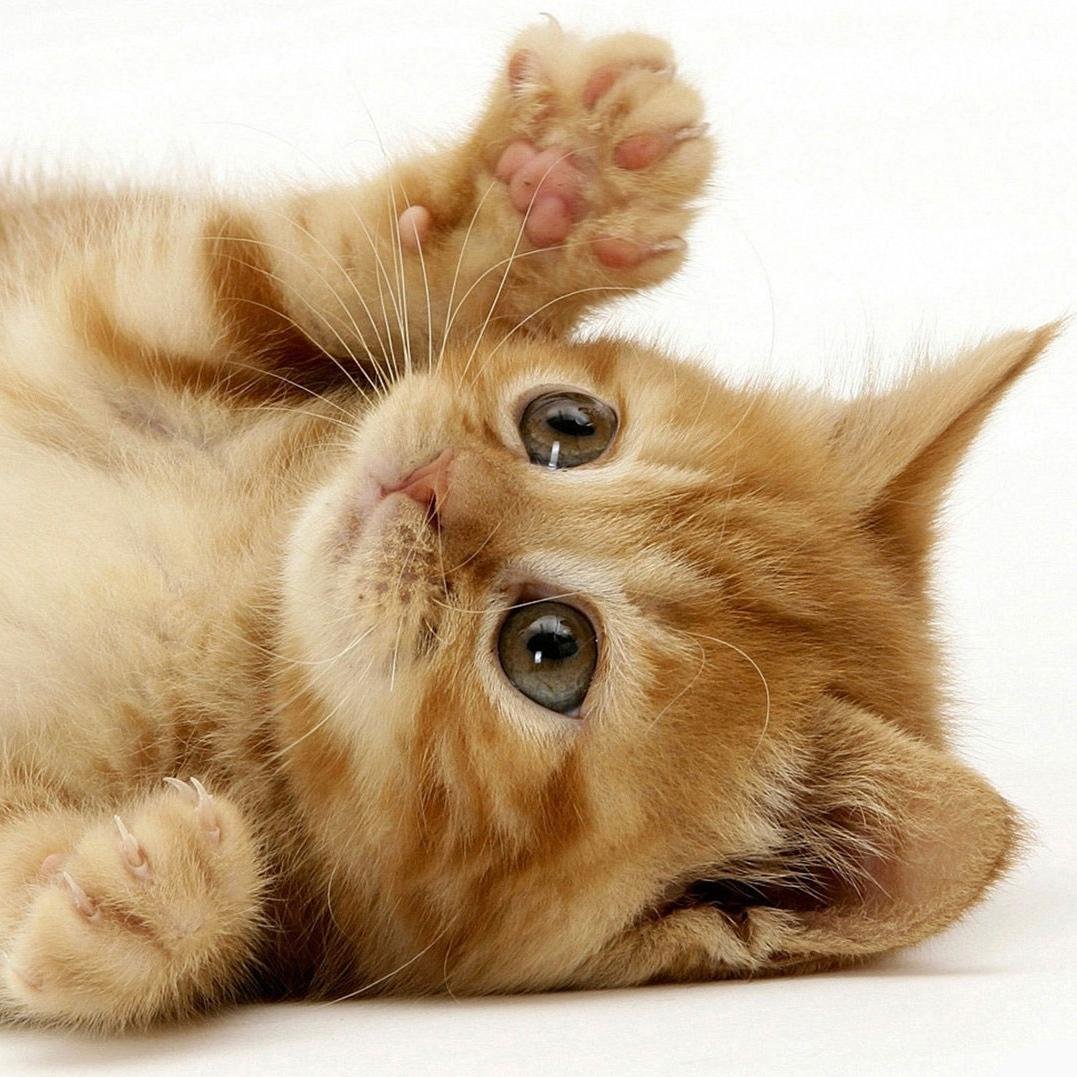 DaCatLover1's profile picture. 