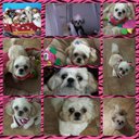 Ofelia Motta Montoya - @Ofeliamotta - Twitter