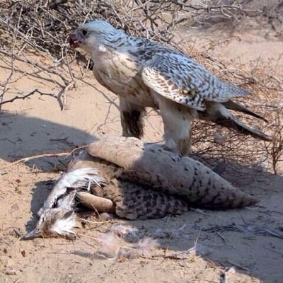 دعم لكل الشعار من جميع القبائل تابع هذا الحساب ليتم اعادة تغريداتك اول باول ..
